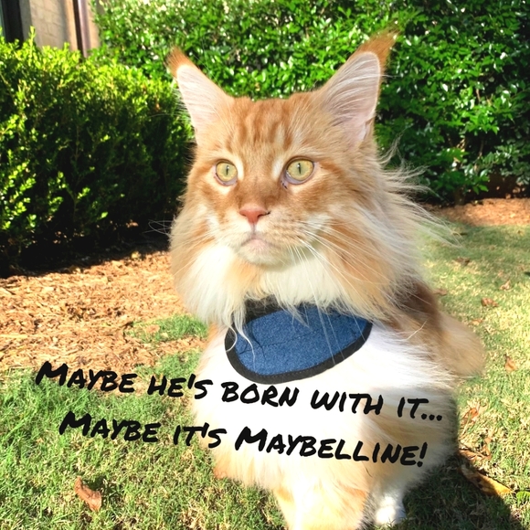 Meet the boys! - Picture 9 of 13